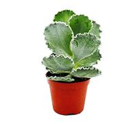 Exotenherz - Cotyledon undulata - Couronne d'argent - Plante de coquillages - dans un pot de 8,5 cm