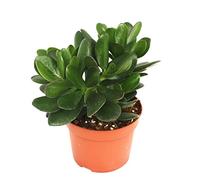 exotenherz - Crassula portulacea - arbre à argent - grande plante en pot de 12cm