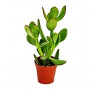 Exotenherz - Crassula portulacea - Geldbaum - dans un pot de 8,5 cm