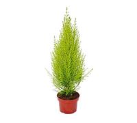 Exotenherz - Cypresseur d'intérieur - Cupressus macrocarpa "Wilma" - 1 plante - Facile d'entretien - Purifiant l'air - Pot de 12 cm
