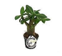 exotenherz.de Mini rosier sauvage Adenium obesum Couleur de floraison aléatoire