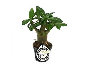 exotenherz.de Mini rosier sauvage Adenium obesum Couleur de floraison aléatoire