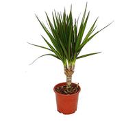 Exotenherz - Dracaena marginata - 1 plante - Plante d'intérieur facile d'entretien - Purificateur d'air - Pot de 12 cm