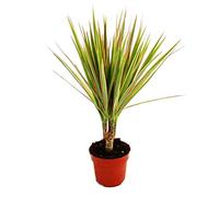 Exotenherz - Dracaena marginata bicolore bicolore - 1 plante facile d'entretien - Purificateur d'air - Pot de 12 cm