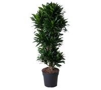 Exotenherz Dragonnier - Dracaena compacta - Carrousel - Environ 140 cm de haut - 5 troncs