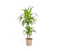 Exotenherz Dragonnier Dracaena deremensis « Lisa », plante verte, env. 70-90 cm de haut