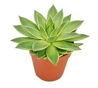 Exotenherz - Echeveria agavoides - Grande plante dans un pot de 12 cm
