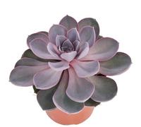 exotenherz - Echeveria Perle von Nürnberg - grande plante en pot de 12 cm