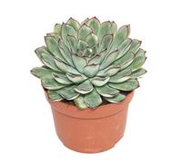 exotenherz - Echeveria pulidonis - grande plante en pot de 12 cm