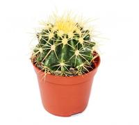 Exotenherz - Echinocactus grusonii - Chaise belle-mère - dans un pot de 5,5 cm