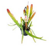 Exotenherz Epiphyllum Red Tip - Épée cactus - Cactus à queue de crocodile avec coloration rougeâtre - Pot déporté de 14 cm