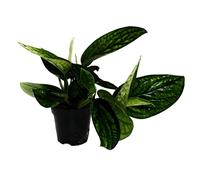 Exotenherz Epipremnum pinnatum « Marble Planet » - Planète verte - Pot de 12 cm