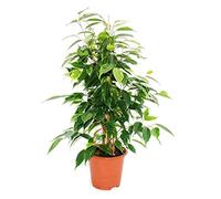 Exotenherz - Ficus "Anastasia" - Feuilles vert clair - 1 plante - Facile d'entretien - Purificateur d'air - Pot de 12 cm