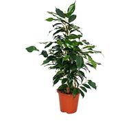 Exotenherz - Ficus « Danielle » - Feuilles vert foncé - 1 plante - Facile d'entretien - Purificateur d'air - Pot de 12 cm