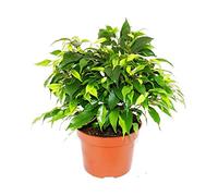 Exotenherz - Ficus « Kinky » - Feuilles vertes - 1 plante - Facile d'entretien - Purificateur d'air - Pot de 12 cm …