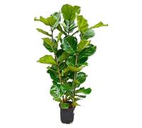 Exotenherz Ficus lyrata - Figue de violon - Plante solitaire - Hauteur env. 155 cm - Pot de 27 cm
