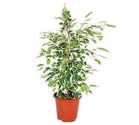 Exotenherz - Ficus"Twilight" - Feuilles blanches et multicolores - Purificateur d'air - Pot de 12 cm