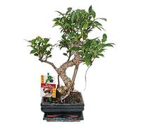 exotenherz - Fig chinois de bonsaï - Ficus retusa - 6ans