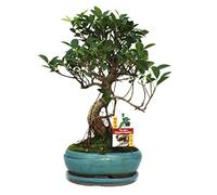 exotenherz - Fig chinois de bonsaï - Ficus retusa - 8 ans