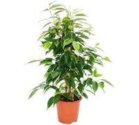 Exotenherz - figue qui pleure - Ficus "Anastasia" - feuilles vert clair - 1 plante - facile d'entretien - purificateur d'air - pot de 12cm