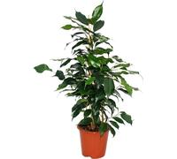 Exotenherz - figue qui pleure - Ficus "Danielle" - feuilles vert foncé - 1 plante - facile d'entretien - purificateur d'air - pot de 12cm