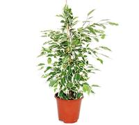 Exotenherz - figue qui pleure - Ficus "Twilight" - feuilles blanches - 1 plante - facile d'entretien - purificateur d'air - pot de 12cm