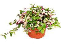 Exotenherz - fleur à trois mâts - Tradescantia quadricolor - plante d'intérieur à suspendre facile d'entretien - pot de 12 cm