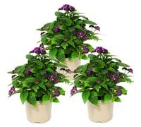 Exotenherz - Fleur de vanille - héliotropium - 11cm - set de 3 plantes