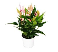 Exotenherz - Fleur flamant rose - Anthurium andreanum - Anthurie - Pot de 12cm - Fleurs roses à petites fleurs - Lilli