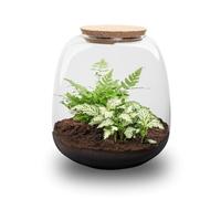 Exotenherz Gartenmoebel-einkauf Kleine Emma Terrarium à plantes DIY Hauteur 20 cm Avec tigre blanc Fittonia