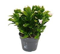 Exotenherz - Grand cactus de Noël - Schlumbergera - XXL - Pot de 17 cm - env. 25-35 cm de haut - fleurs blanches