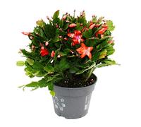 Exotenherz - Grand cactus de Noël - Schlumbergera - XXL - Pot de 17 cm - env. 25-35 cm de haut - fleurs rouges