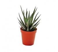 Exotenherz Haworthia fasciata - Petite plante dans un pot de 5,5 cm