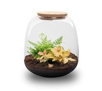 Exotenherz Jardinière en bouteille « Kleine Emma » - Terrarium à plantes DIY - 20 cm de haut - avec Fittonia Ruby Lime