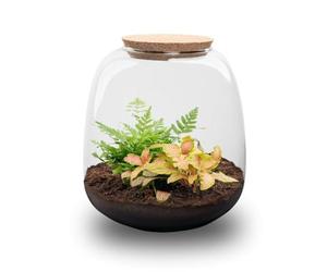 Exotenherz Jardinière en bouteille « Kleine Emma » - Terrarium à plantes DIY - 20 cm de haut - avec Fittonia Ruby Lime