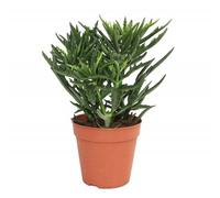 Exotenherz Kalanchoe « Spider » - En pot de 12 cm