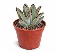 Exotenherz Kalanchoe tomentosa - Oreilles de lapin - Rarité - Pot de 6,5 cm - 15 cm de haut