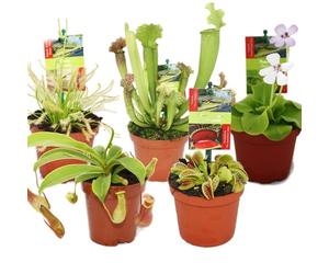 Exotenherz - Kit de démarrage des plantes carnivores - 5