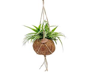 Exotenherz - Kokodama - Chlorophytum dans un pot de cocodama à suspendre - Lys vert - environ 15 cm