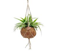 Exotenherz Kokodama Chlorophytum dans un récipient en kokodama à suspendre - Lys vert araignée - env. 15 cm