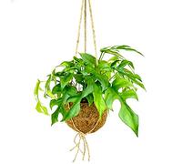 exotenherz - Kokodama - Feuille de fenêtre dans un récipient en coco XL à suspendre - Monstera minima - env. 17 cm