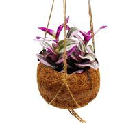 Exotenherz Kokodama Tradescantia Nanouk Sorcière d'eau dans un pot en kokodama à suspendre env. 13 cm