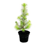 Exotenherz - Le plus petit sapin de Noël du monde - Pin méditerranéen - Pinus pinea - Pin de chambre - Pot de 12 cm