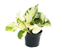 exotenherz - lierre blanc coloré - Epipremnum Happy Leaf - Scindapsus - Pot de 12 cm - plante d'intérieur vigoureuse
