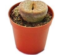 Exotenherz - Lithops - Pierre vivante - en pot de 5,5cm