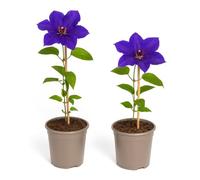Exotenherz Lot de 2 plantes grimpantes, Clematis The President, pot de 11 cm