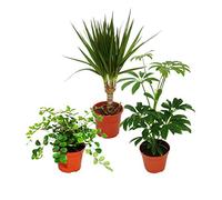 Exotenherz - Lot de 3 plantes d'intérieur - Type 2-9 cm