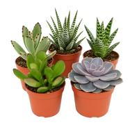 Exotenherz Lot de 5 plantes succulentes de taille moyenne différentes dans un pot de 8,5 cm - Très facile d'entretien