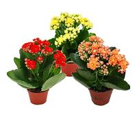 Exotenherz - Mini calanchoe « Rosalina » - Lot de 3 plantes différentes - Petit pot de 5,5 cm