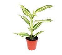 exotenherz - Mini plante - Dracaena Sanderiana - Arbre de dragon - Idéal pour les petits bols et les verres - Plant bébé dans un pot de 5,5 cm.